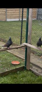 Afghan duive te kop, Animaux & Accessoires, Oiseaux | Pigeons