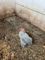 3 jonge cochin Kriel haantjes, Dieren en Toebehoren, Pluimvee, Mannelijk, Kip