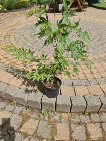 Acer Arakawa geënt goed voor toekomstige bonsai te maken  beschikbaar voor biedingen