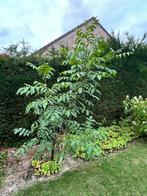 Gratis fruitbomen jonge notelaars en gele frambozen, Tuin en Terras, Ophalen, Minder dan 100 cm, Halfschaduw, Walnotenboom