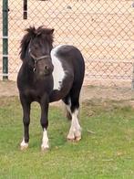 Shetlandpony Tygo, Dieren en Toebehoren, April, Mannelijk