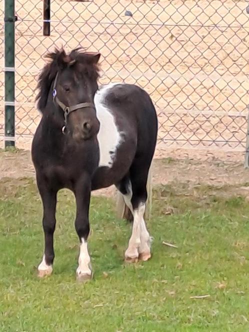 Shetlandpony Tygo, Dieren en Toebehoren, Overige Dieren, Mannelijk, April
