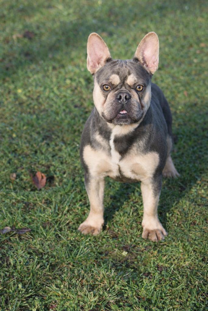 Annonce de chiots bouledogue français, Animaux & Accessoires, Chiens | Bouledogues, Pinschers & Molossoïdes, Plusieurs animaux
