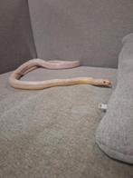 Korenslangen, kweekdieren., Dieren en Toebehoren