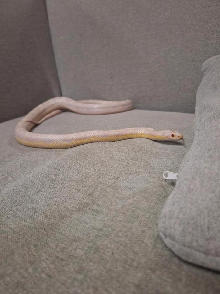 Korenslangen, kweekdieren., Dieren en Toebehoren, Reptielen en Amfibieën