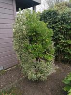 Japanse kardinaalshoed/kardinaalsmuts Euonymus Japonicus, Ophalen