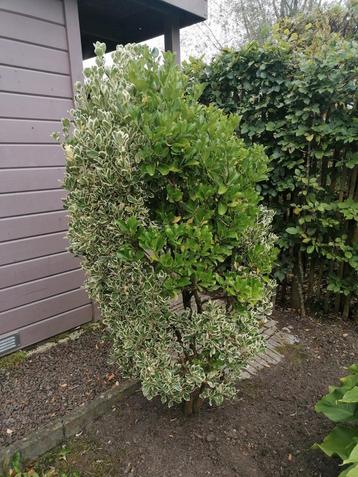 Japanse kardinaalshoed/kardinaalsmuts Euonymus Japonicus beschikbaar voor biedingen