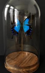 Rare Papillon Exotique Ulysses Telegonus d'Indonésie Globe, Insecte, Animal empaillé, Enlèvement ou Envoi, Neuf