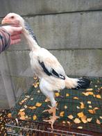 Shamo hen, Dieren en Toebehoren, Pluimvee