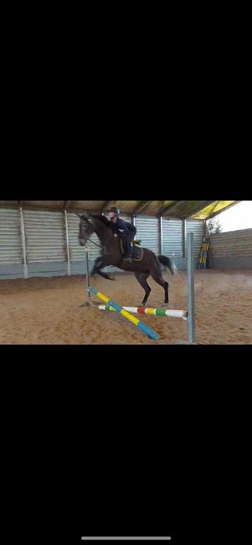 Paardenprocessie hakendover beschikbaar voor biedingen