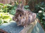 Leeuwenkop ram, Dieren en Toebehoren, Mannelijk, Dwerg, 0 tot 2 jaar