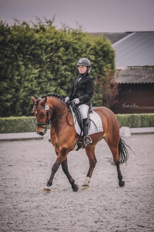 Prachtige grote Brp D pony !, Animaux & Accessoires, Poneys, Hongre, M, Poney D (1.37 m à 1.48m), Poney de dressage, 3 à 6 ans