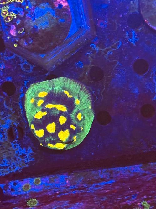 JF raja rampage chalice, Dieren en Toebehoren, Vissen | Aquariumvissen, Zoutwatervis, Overige typen
