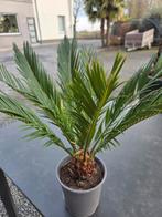 Cycas Revoluta, Enlèvement