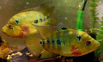 Amphilophus Trimaculatus zuiver  beschikbaar voor biedingen