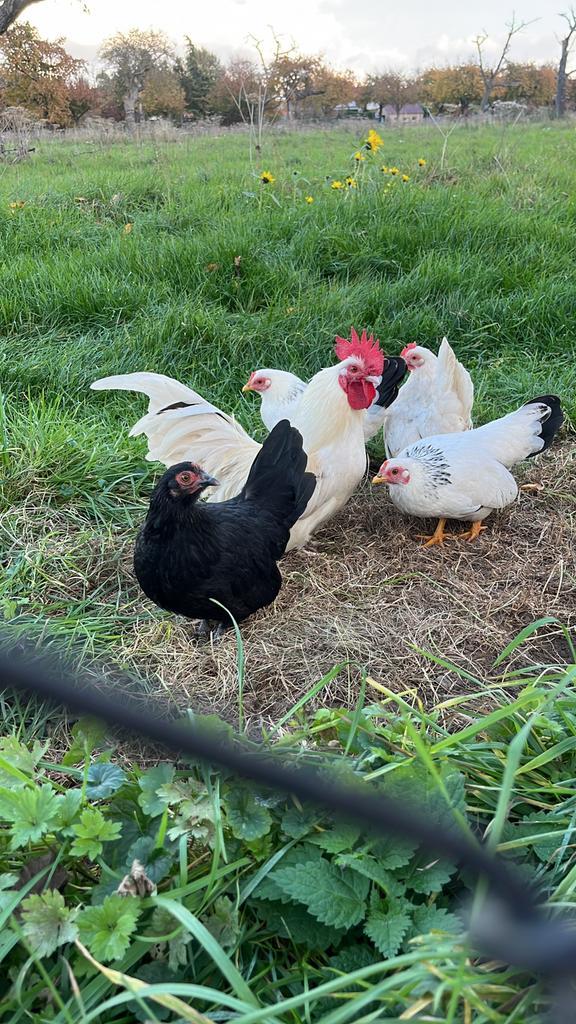 4 Chabo hennetjes., Dieren en Toebehoren, Pluimvee, Kip, Vrouwelijk