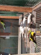 Witte valkparkieten, Parkiet