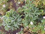helleborus, Tuin en Terras, Ophalen, Vaste plant
