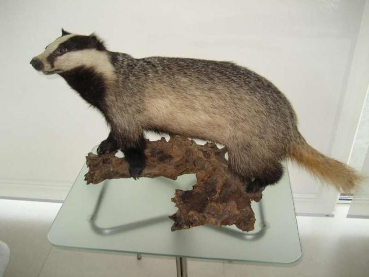 Opgezette das, Antiek en Kunst, Antiek | Overige Antiek, Ophalen of Verzenden