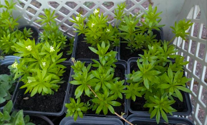 Asperrume douce (vivace), Jardin & Terrasse, Plantes | Jardin, Plante fixe, Couvre-sol, Printemps, Enlèvement