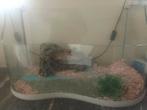 Reptielen/schildpadjes territorium, Dieren en Toebehoren, Ophalen