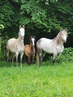 Merrieveulen, Dieren en Toebehoren, Paarden, Merrie, Minder dan 160 cm, 0 tot 2 jaar, Onbeleerd