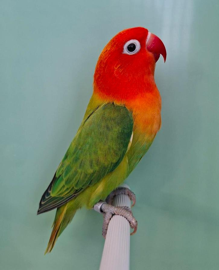 Fischeri - 2025, Dieren en Toebehoren, Vogels | Parkieten en Papegaaien, Dwergpapegaai of Agapornis, Meerdere dieren, Geringd