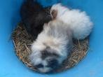 Prachtige cavia's!, Animaux & Accessoires, Rongeurs, Plusieurs animaux, Cobaye