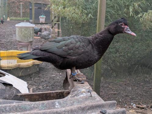 Broedeieren Muskuseenden wild, bruin, gestreept, Dieren en Toebehoren, Pluimvee, Eend, Geslacht onbekend
