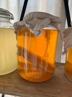 Kombucha scoby, Ophalen