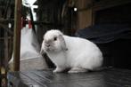 Nederlandse hangoordwerg voedster, Animaux & Accessoires, Lapins, Femelle, Nain, Oreilles tombantes, 0 à 2 ans