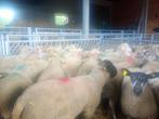 Moutons pour la fête de l'Aïd, Dieren en Toebehoren, Schapen, Geiten en Varkens