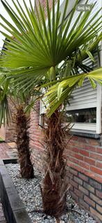 2x Trachycarpus Fortunei, stamhoogte 110cm, Tuin en Terras, Planten | Bomen, Ophalen, Volle zon, Palmboom, 100 tot 250 cm