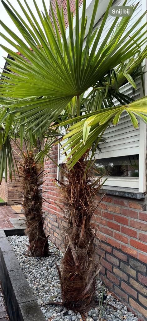 2x Trachycarpus Fortunei, stamhoogte 110cm, Tuin en Terras, Planten | Bomen, Palmboom, 100 tot 250 cm, Volle zon, Ophalen