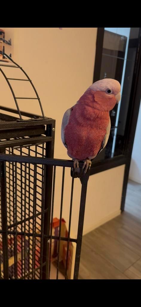 Mooie roze kaketoe met kooi, Dieren en Toebehoren, Vogels | Parkieten en Papegaaien, Tam