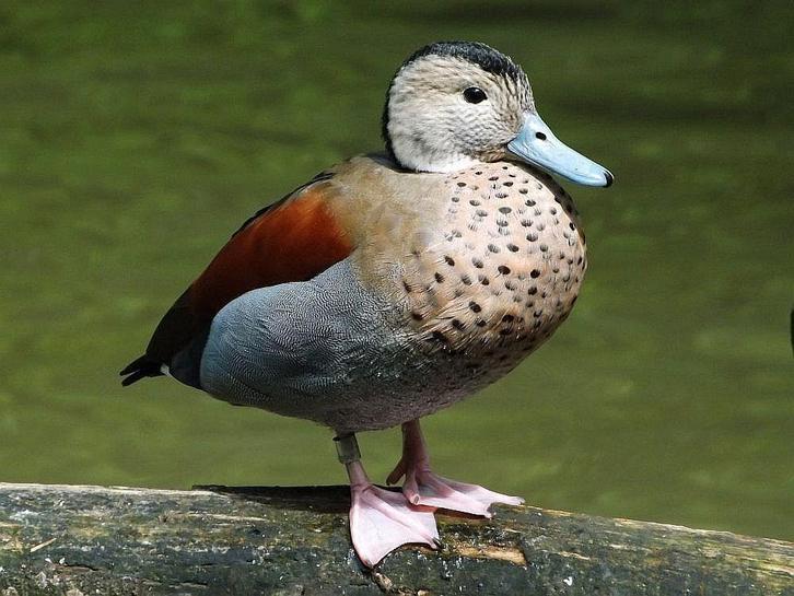 Te koop: verschillende eenden, Dieren en Toebehoren, Pluimvee, Eend