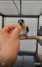 Grande Cage pour Perroquet ou grand Oiseau, Dieren en Toebehoren, Ophalen, Zo goed als nieuw