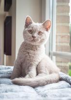 Britse korthaar met stamboom, Dieren en Toebehoren, Katten en Kittens | Raskatten | Korthaar, Meerdere dieren, 0 tot 2 jaar, Gechipt