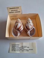 Tropische landslakken - Amphidromus, Ophalen of Verzenden, Schelp(en)