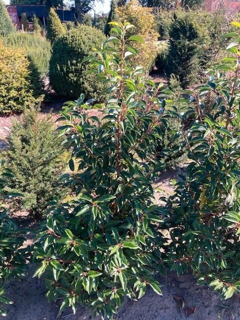 Overstock Prunus angustifolia Portugese laurier 60/80, Tuin en Terras, Planten | Struiken en Hagen, Haag, Laurier, Minder dan 100 cm