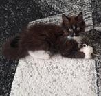 Maine Coon kittens, Dieren en Toebehoren, Katten en Kittens | Raskatten | Langhaar, Meerdere dieren, Gechipt, 0 tot 2 jaar