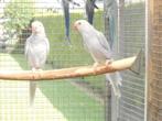 halsbandparkieten violet palid, Meerdere dieren, Parkiet, Geringd