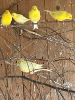 Gele kanarie, Dieren en Toebehoren, Vogels | Kanaries