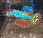 Betta vrouw halfmoon, Dieren en Toebehoren