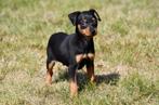 Dwergpinscher pup te koop (reutje)