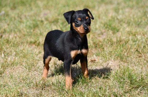Dwergpinscher pup te koop (reutje), Dieren en Toebehoren, Honden | Bulldogs, Pinschers en Molossers, Reu, Overige rassen, Fokker | Professioneel