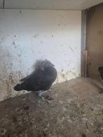 jonge postduiven, Dieren en Toebehoren, Vogels | Duiven, Meerdere dieren, Postduif