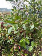 Laurierkers/portugese laurier/Prunus lusitanica, Ophalen, Laurier