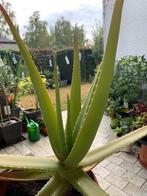 Aloë Vera, Ophalen, Vetplant, Halfschaduw, In pot
