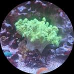 Verschillende koralen 0473463888, Animaux & Accessoires, Poissons | Poissons d'aquarium